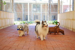 Julie's Boarding Kennels & Cattery Pic 2