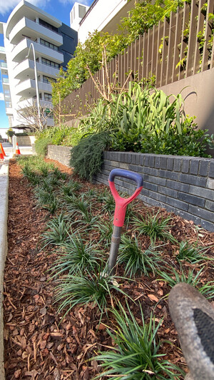 Green Growth Planting Pic 3 - Residential Commercial Landscaping specialising in tubestock and nursery pot installation