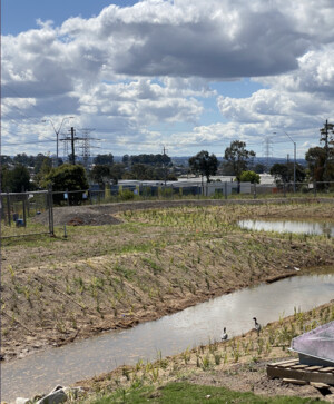 Green Growth Planting Pic 4 - LargeScale Tubestock Installation