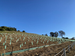 Green Growth Planting Pic 5 - Aftercare Services Stakes Ties Treeguards and Fertiliser