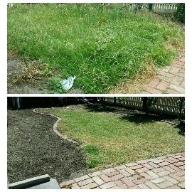 Marino's Mowing & House Maintenance Pic 4 - Mowing Before After