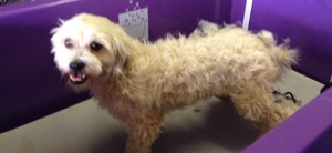 Express Dog Washing and Grooming Pic 3 - Charli before her wash and trim