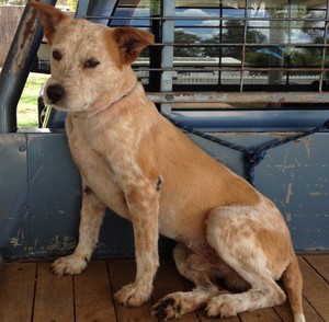 Express Dog Washing and Grooming Pic 2 - Rusty after his wash and trim