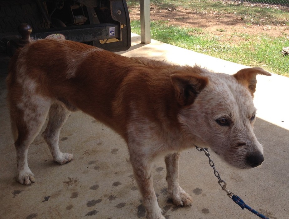 Express Dog Washing and Grooming Pic 1 - Rusty before his wash and trim