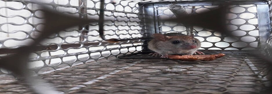 Pest Control Adelaide Mice Pic 1