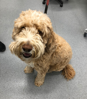 Toorak Road Veterinary Clinic Pic 5 - At Toorak Road Veterinary Clinic we appreciate the special bond that exists between people and their pets