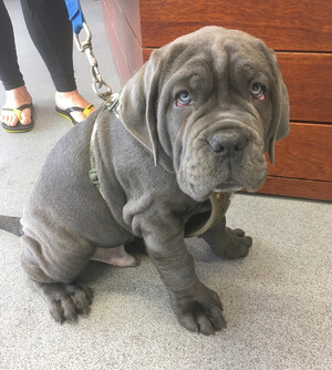 Toorak Road Veterinary Clinic Pic 4 - Veterinarian Camberwell Veterinary surgeon