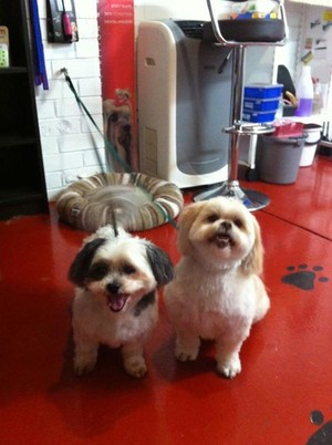 Michelle's 'Clip N Snip' Dog Grooming Pic 5