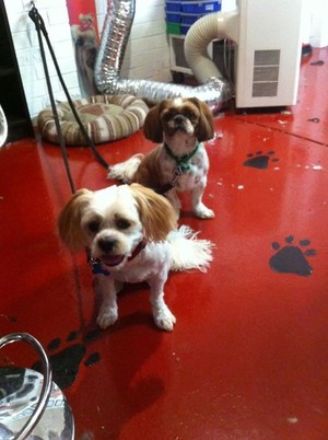 Michelle's 'Clip N Snip' Dog Grooming Pic 4