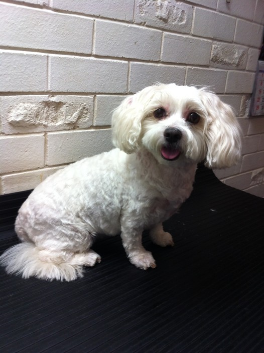 Michelle's 'Clip N Snip' Dog Grooming Pic 1 - CHELSEA