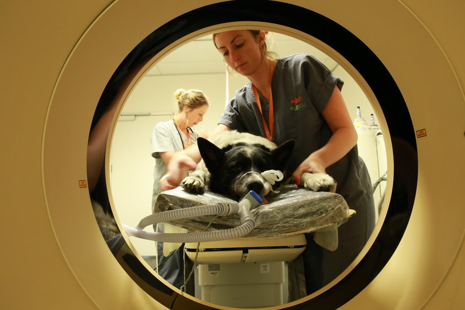 Small Animal Specialist Hospital in North Ryde, Sydney, NSW