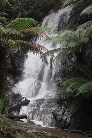 Tarra Valley Tourist Park &quot;Fernholme&quot; Pic 2 - Cyathea Falls Tarra Valley