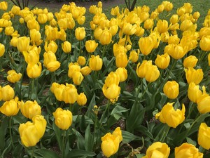 Tulip Farm Pic 4