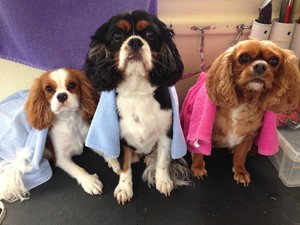 Jazzy Dog Mobile Salon Pic 2 - HenryCharlieRuby Acacia Gardens