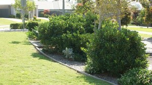 Jim's Mowing Ingleburn Pic 5