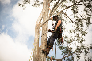 Sydney City Mulch & Tree Services Pic 2