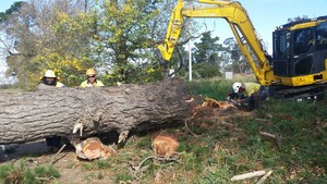 O'Leary Tree Contracting Pic 3