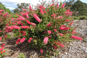 Natives 'R' Us Nursery Pic 2 - Callistemon Taree Pink