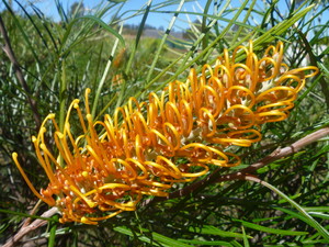 Natives 'R' Us Nursery Pic 4 - Grevillea Honey Gem