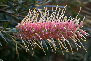 Natives 'R' Us Nursery Pic 5 - Grevillea Misty Pink