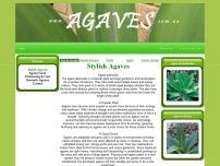 Agave Plants Pic 1 - agaves