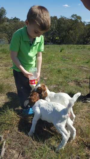 Yalooka Farm Farmstay Pic 3