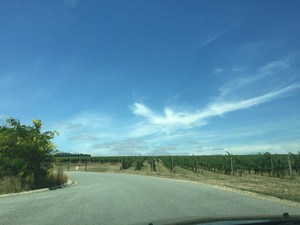 Oakridge Wines Pic 4