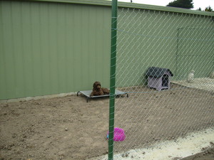 Darnum Haven Boarding Kennels Pic 4 - Outside pen