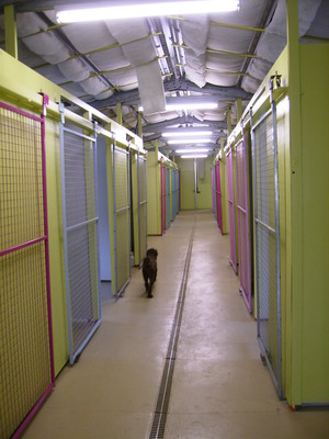 Darnum Haven Boarding Kennels Pic 2 - Pens