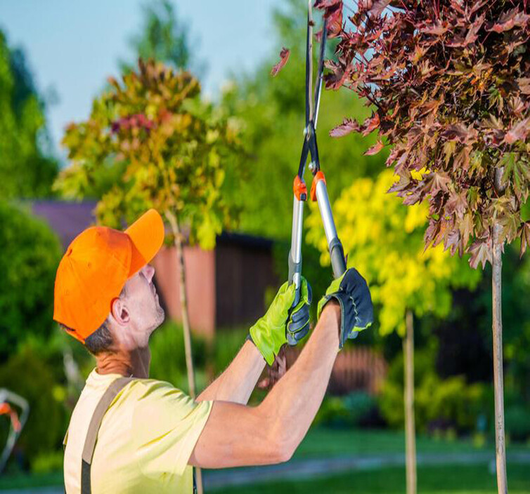 Vrl Tree Services Pic 1 - Tree Services