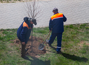 Vrl Tree Services Pic 2 - Tree Lopping