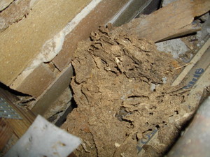 Bugs R Us Pest Management Pic 2