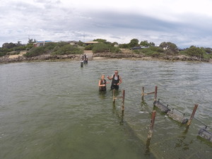 Oyster Farm Tours - Coffin Bay Pic 2