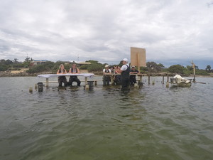 Oyster Farm Tours - Coffin Bay Pic 4