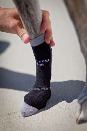 Topdogs.com.au Pic 2 - Fitting Greyhound socks