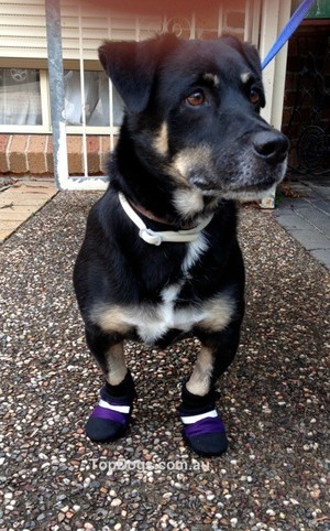 Topdogs.com.au Pic 5 - Muttluks Dog Boots IndoorsOutdoors