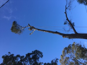 RML Access Tree Services Pic 3 - Delicate removal over Neighbours roof