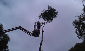 RML Access Tree Services Pic 5 - Backyard tree removal easily done