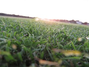 I Love Turf Pic 5 - Wintergreen Turf