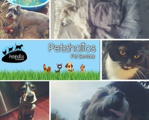 Petaholics Pet Services Pic 2