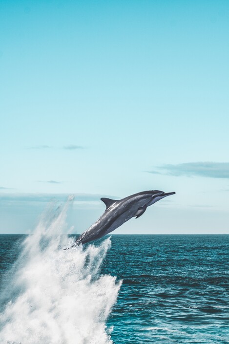 Jervis Bay Wild Pic 1 - Dolphin Tour