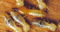 Haynes Pest Management Pty Ltd Pic 1 - Termites