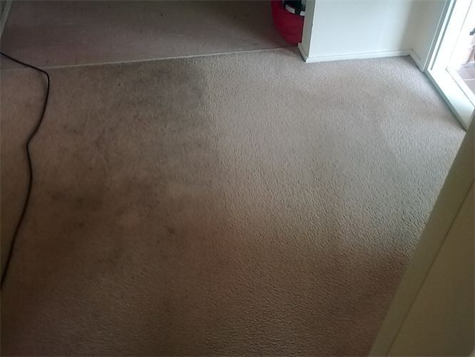 All Care Clean(Carpet&Upholstery) Pic 1