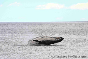 bodhi images photography Pic 3 - adult Humpback Whale off the rocks of Bicheno