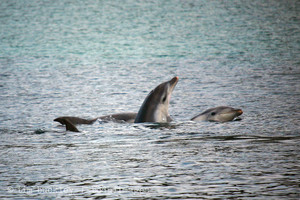 bodhi images photography Pic 5 - resident Bottlenosed Dolphin pod playing in Waubs Bay Bicheno