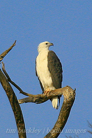 bodhi images photography Pic 4 - resident Whitebellied Sea Eagle The Gulch Bicheno