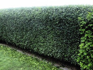 Home Scapes Pic 3 - Hedge trimming