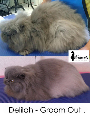 Aristocats Feline Day Spa in Kenmore Brisbane QLD Pet Groomers
