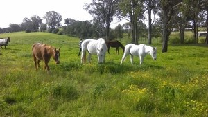 Scenic NSW Horse Riding Centre Pic 3