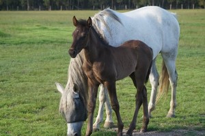 Alcazar Andalusian Stud Pic 5